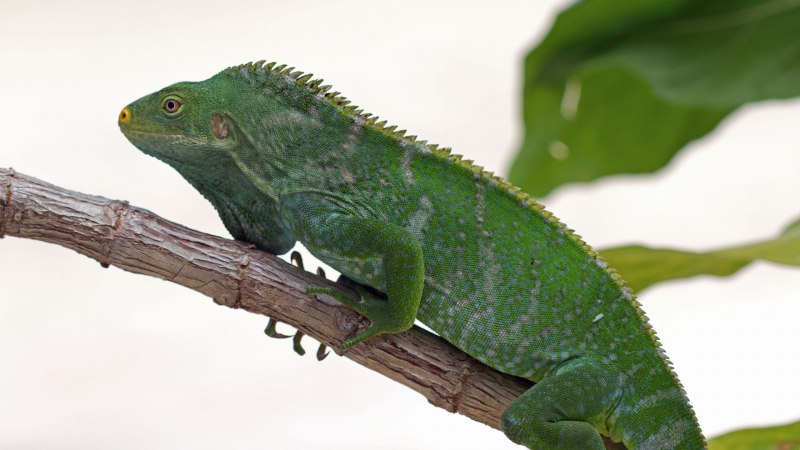 Brachylophus Vitiensis