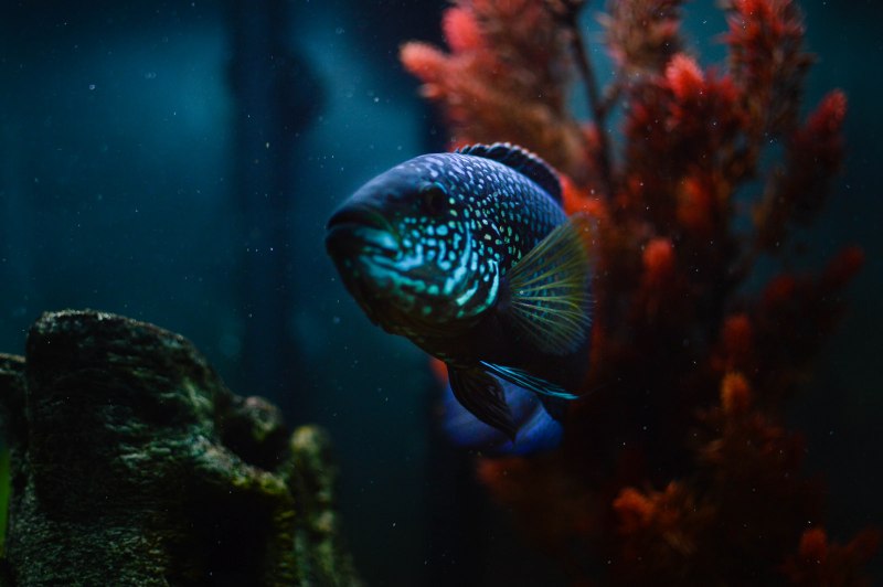 Mayan Cichlid