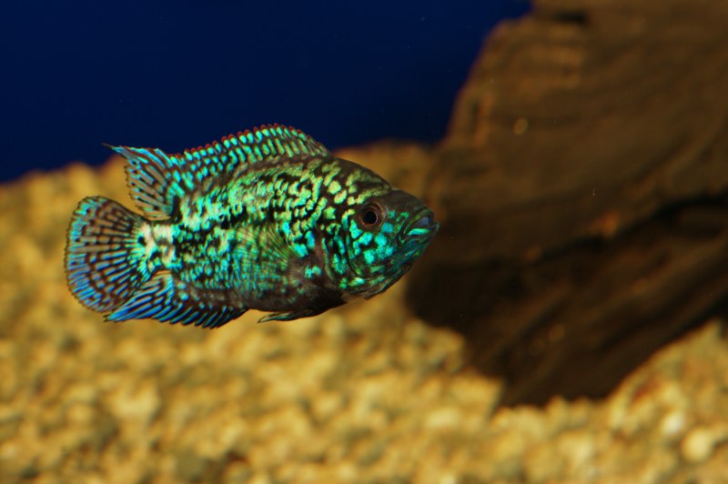 Electric Blue Jack Dempsey