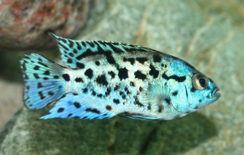 Lowland Cichlid