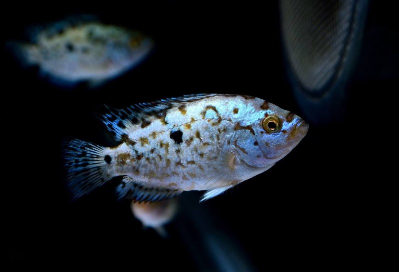 Nandopsis octofasciatum