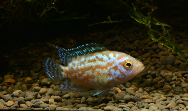 Nandopsis tetracanthus