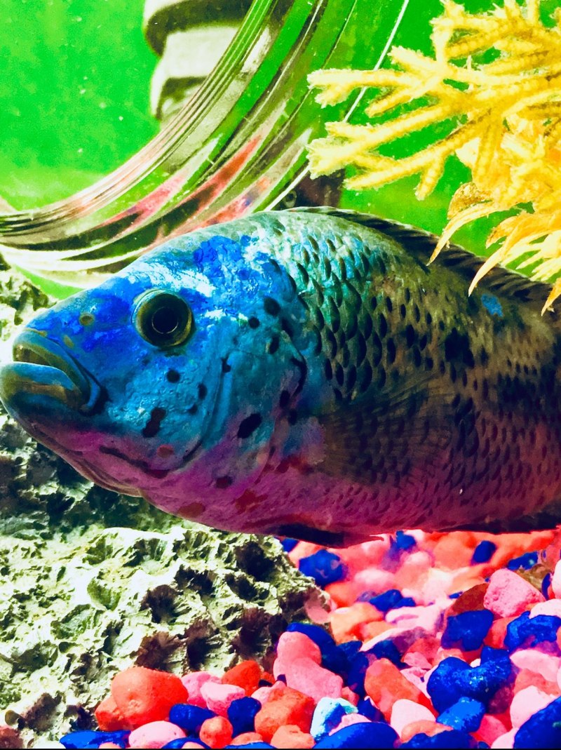 Nandopsis octofasciatum