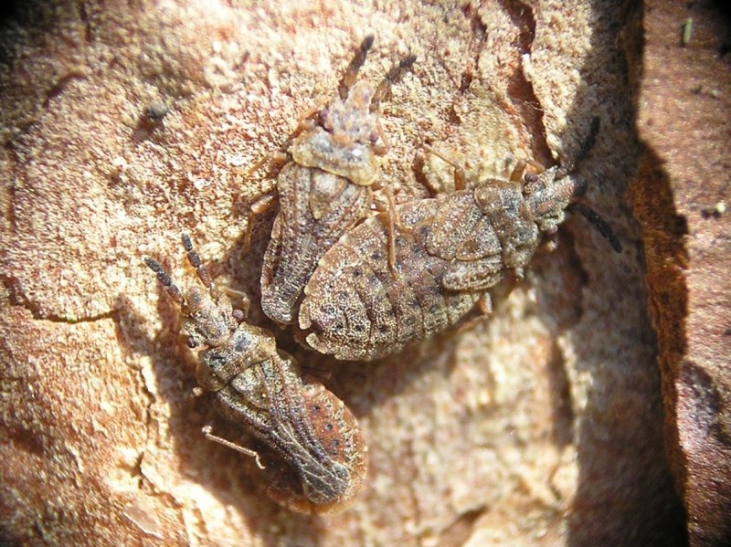 Leptoglossus occidentalis