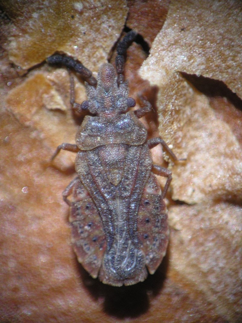 Aradus bergrothianus