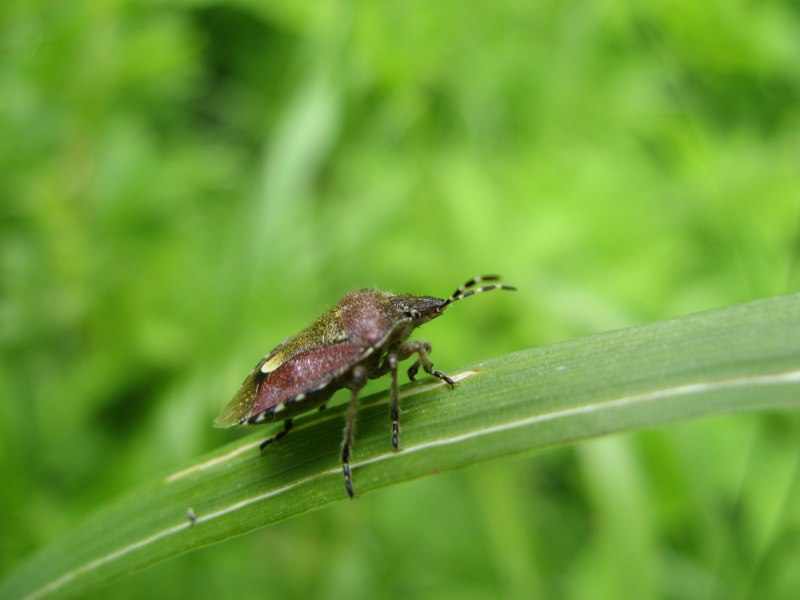 Хищнец кольчатый Rhynocoris annulatus