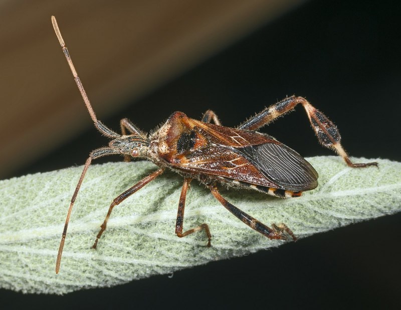 Клоп Leptoglossus occidentalis Heidemann