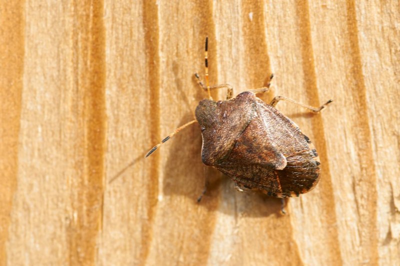 Podisus maculiventris