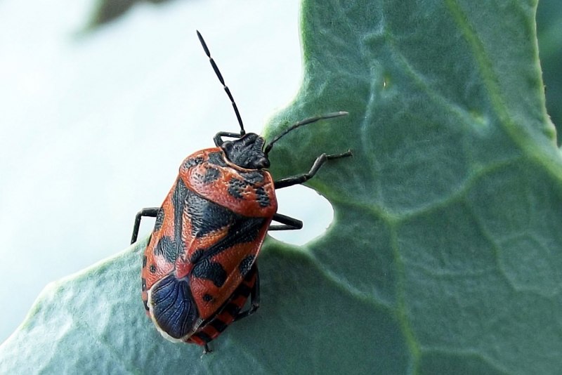 Клоп хищнец Assassin Bug