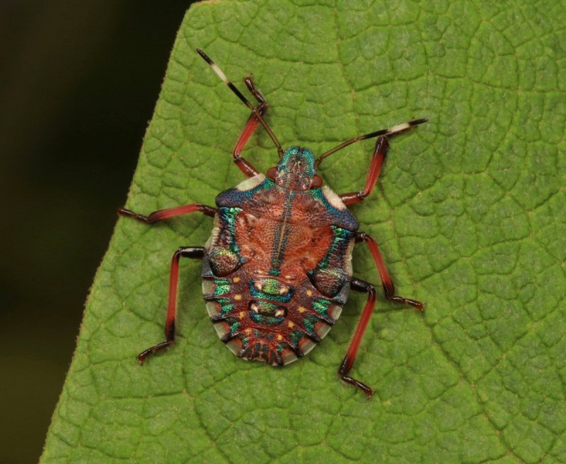 Cimex lectularius