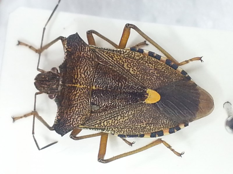 Хищный клоп Podisus maculiventris