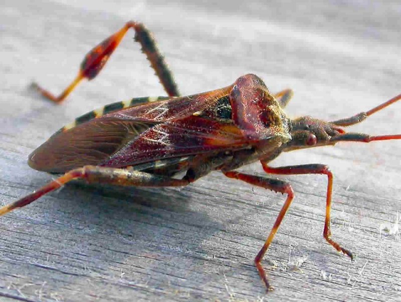 Сосновый семенной клоп Leptoglossus occidentalis Heidemann