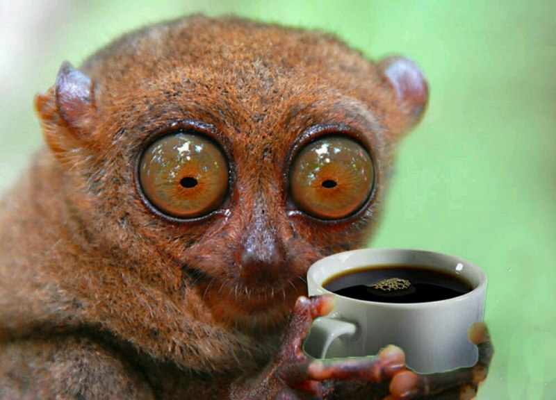 Tarsius syrichta