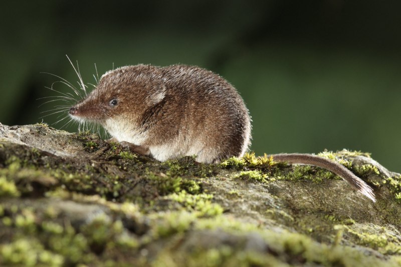 White-toothed Pygmy Shrew