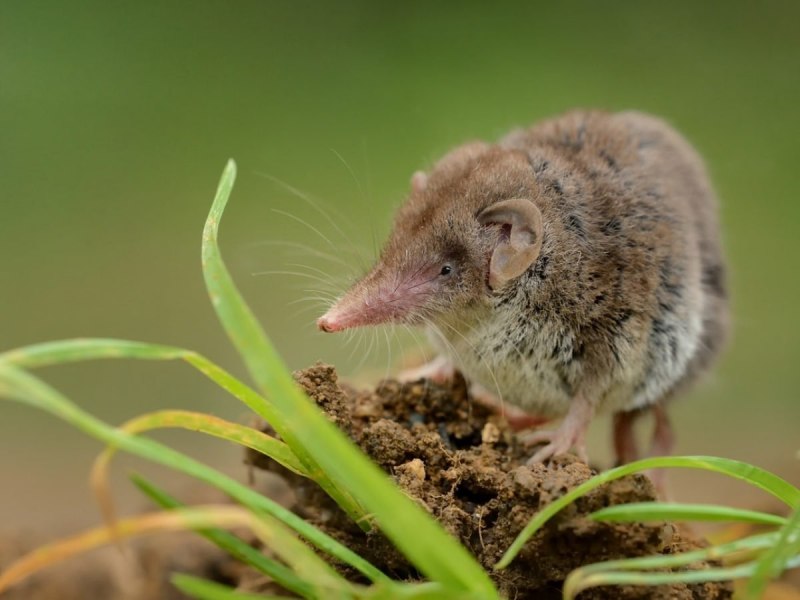 Sceliphron destillatorium