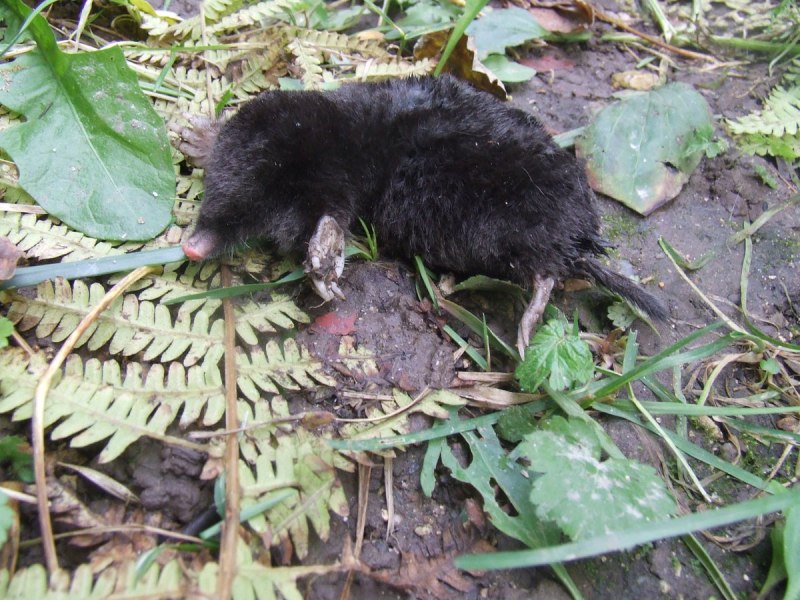 Episoriculus Fumidus
