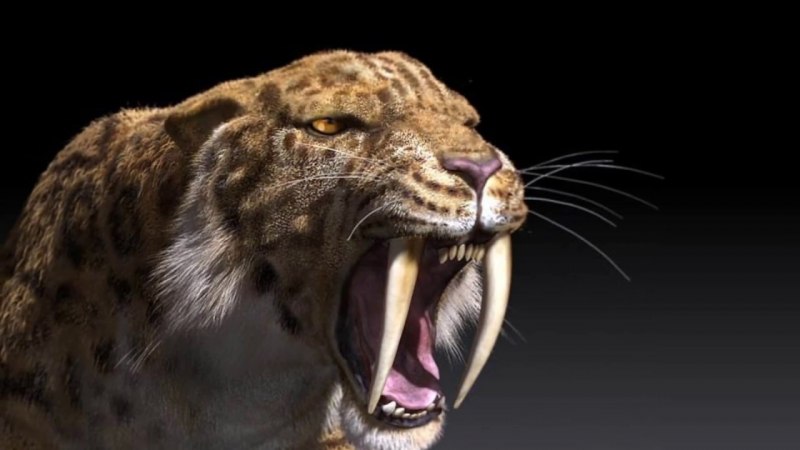 Homotherium crenatidens