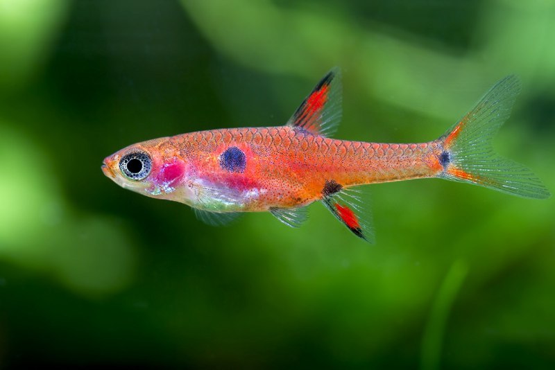 Расборы Boraras brigittae