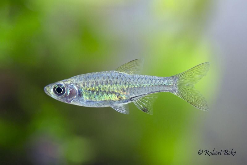 Расборы Boraras brigittae