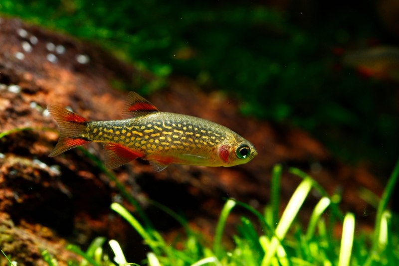 Microdevario kubotai