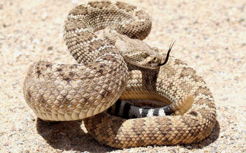 Crotalus cerastes — рогатый гремучник