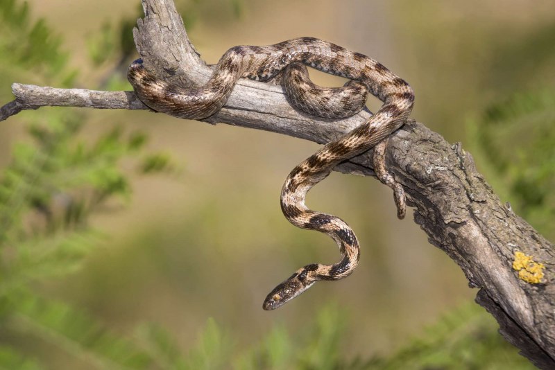 Кошачья змея (Telescopus fallax)