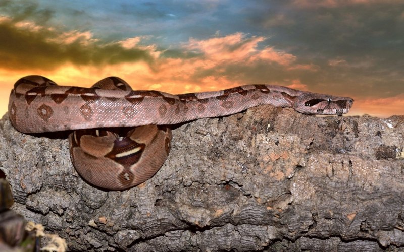 Boa Constrictor обои на рабочий стол
