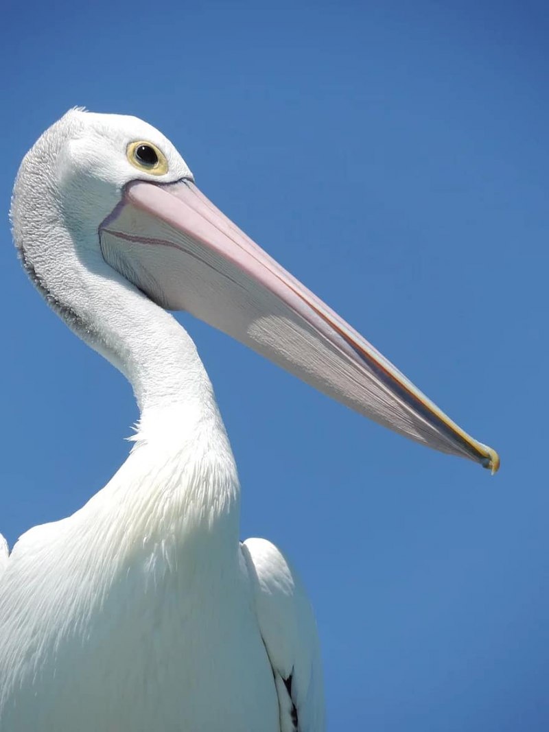 Розовый Пеликан Pelecanus onocrotalus