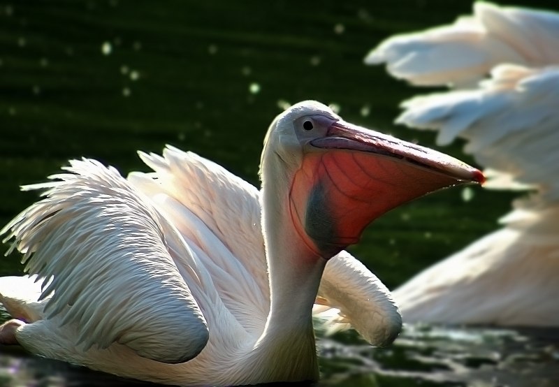 Pelecanus erythrorhynchos