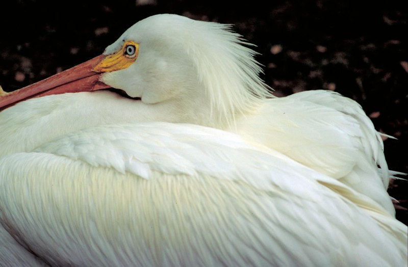 Pelecanus erythrorhynchos