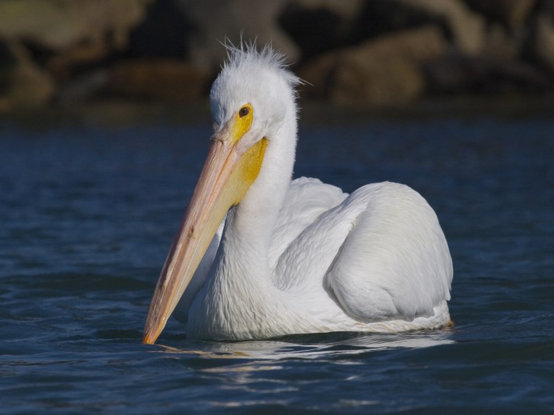 Белый пеликан (49 фото)