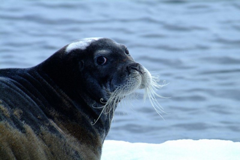 Морской заяц Erignathus barbatus