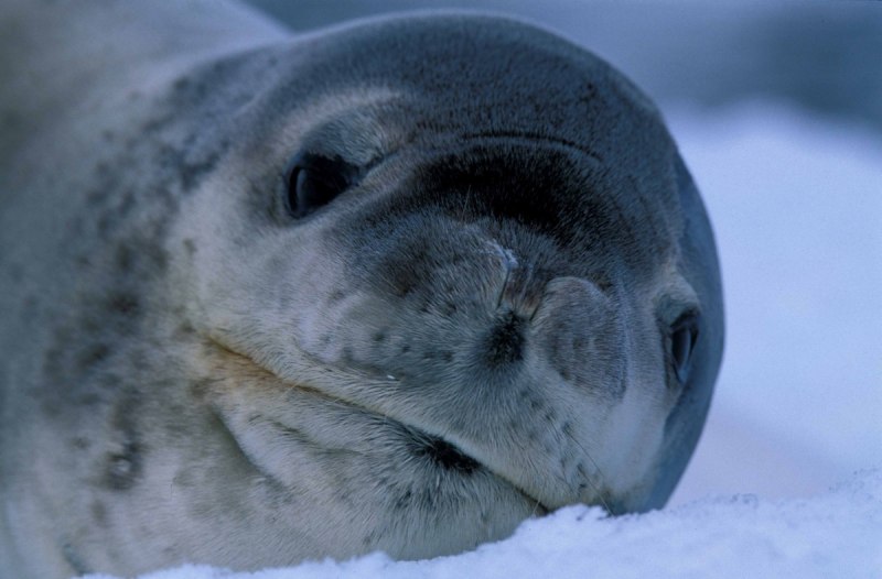 Phoca groenlandica