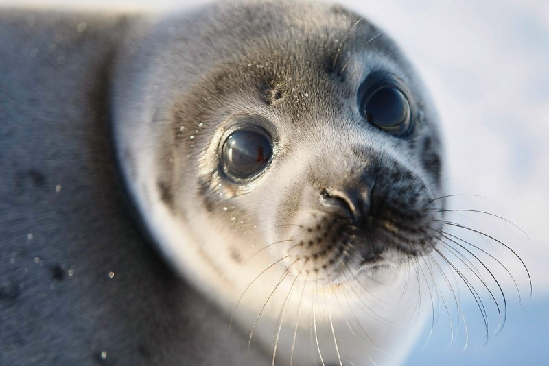 Hooded Seal