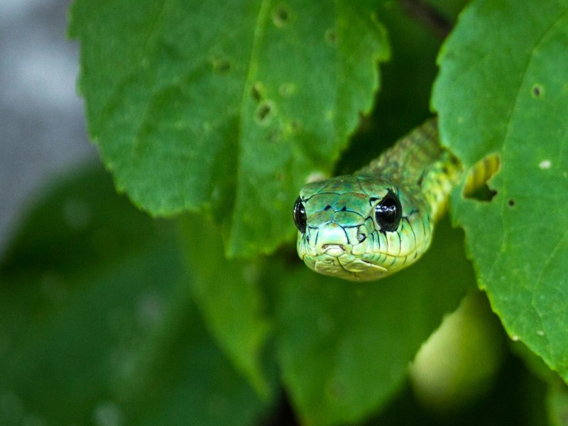 Trimeresurus albolabris