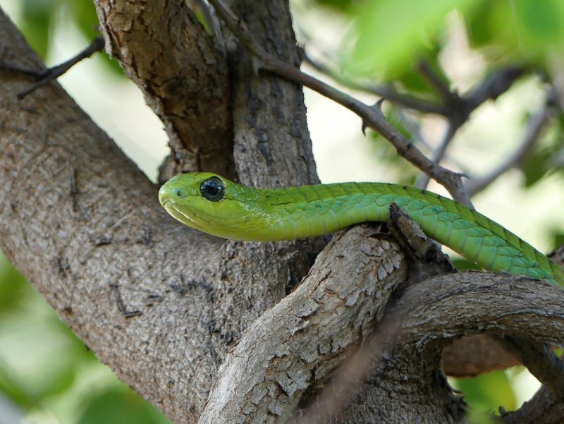 Boomslang змея