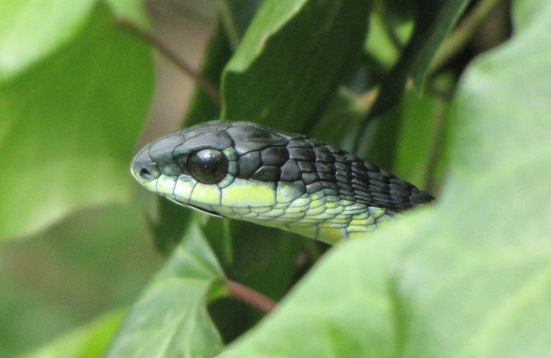 What Snake