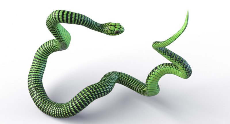 Snake doc