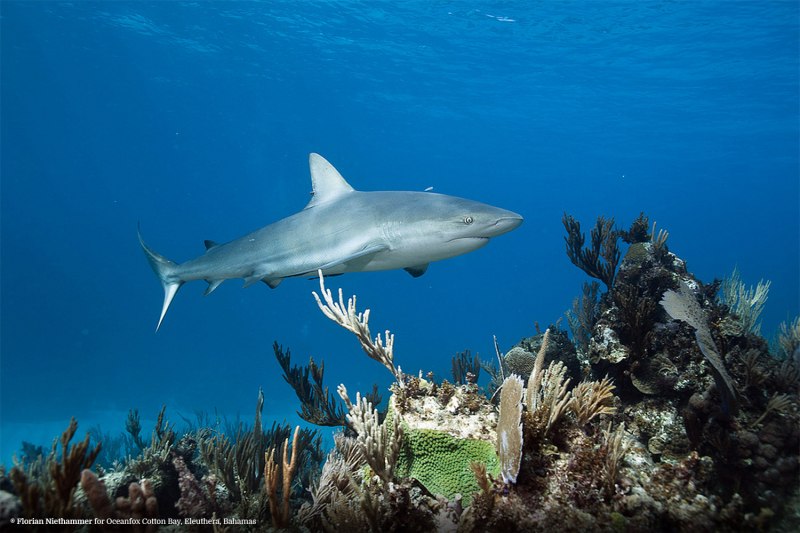 Carcharhinus perezii