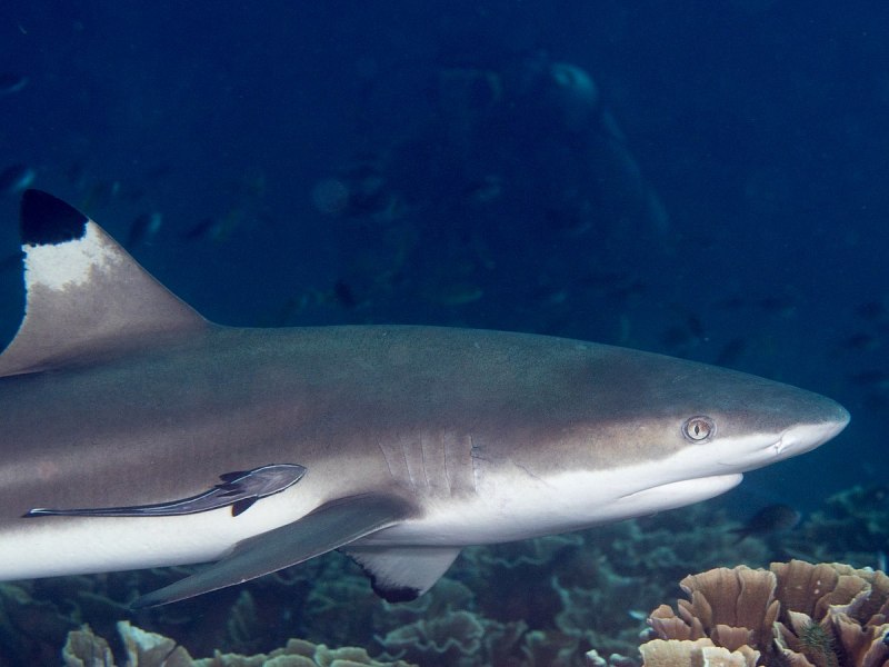 Whitetip Reef Shark