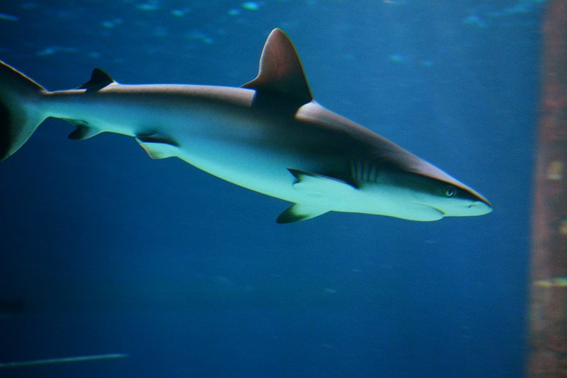 Carcharhinus perezii