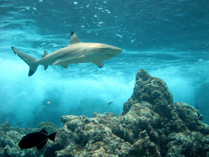Красное море подводный мир акулы