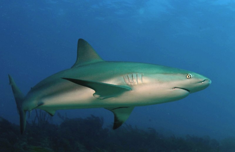 Карибская рифовая акула (67 фото)
