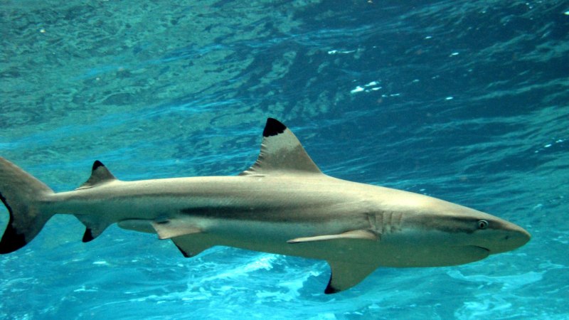 Черноперая рифовая акула Carcharhinus melanopterus