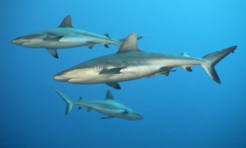 Carcharhinus perezii