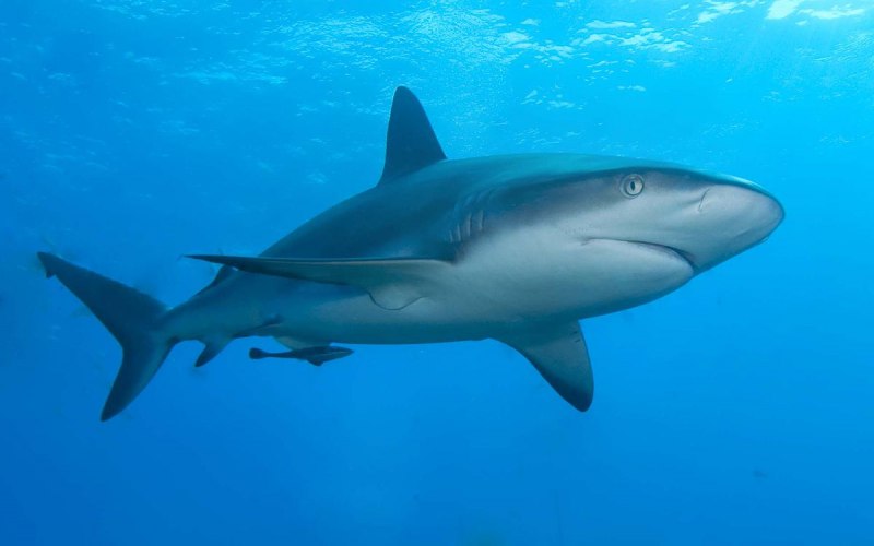 Carcharhinus amblyrhynchos