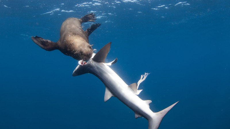 Белая акула Carcharodon carcharias