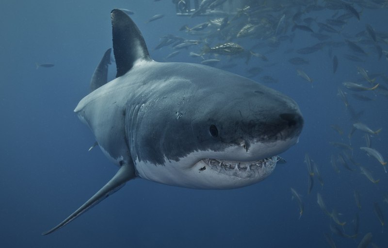 Carcharodon Megalodon