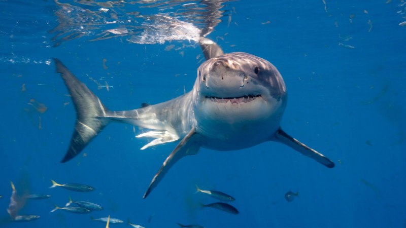 Каспийская акула (65 фото)