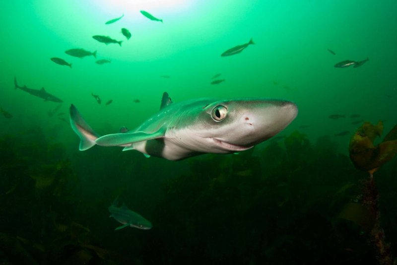 Carcharodon hubbelli